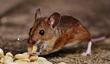 24 Hour & Emergency Exterminators in Misquamicut, RI